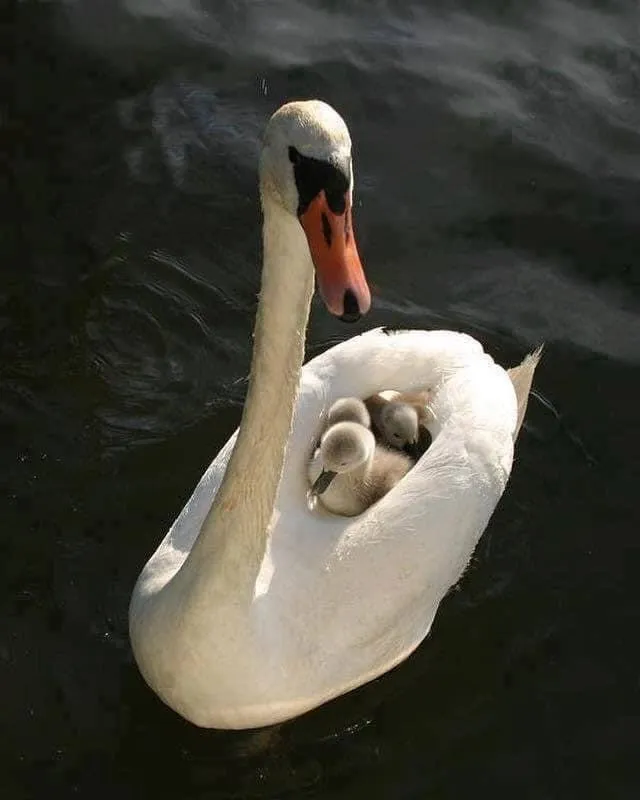swan-and-her-babies